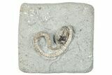 Fossil Crinoid (Camptocrinus) - Crawfordsville, Indiana #291762-1